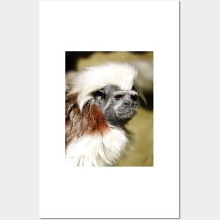 Cotton-top Tamarin Posters and Art